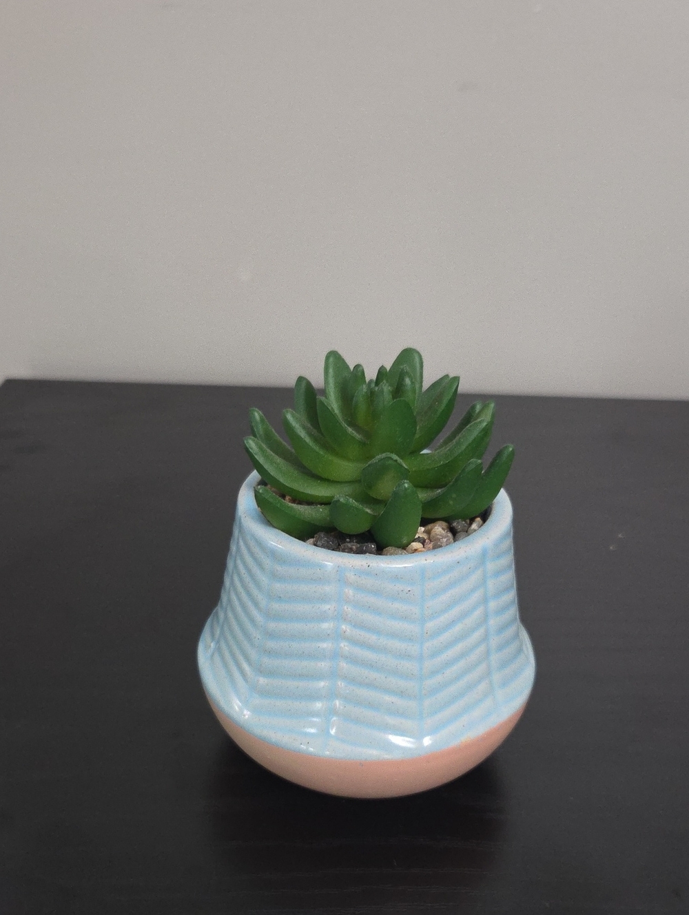 Blue and Pink Ceramic Planter with Green Succulent